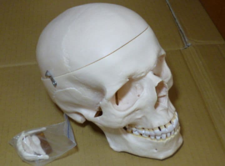 等身大人体骨格模型　坂本モデル