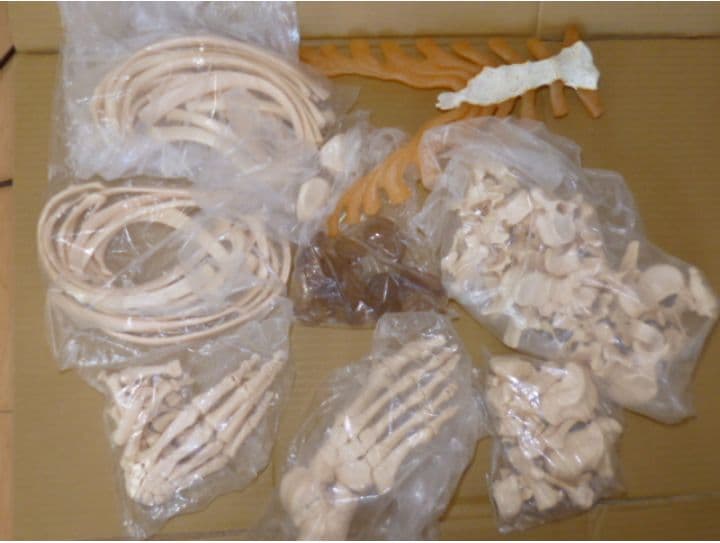 等身大人体骨格模型　坂本モデル