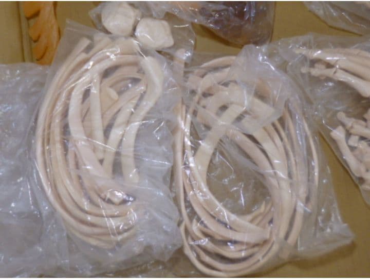 等身大人体骨格模型　坂本モデル