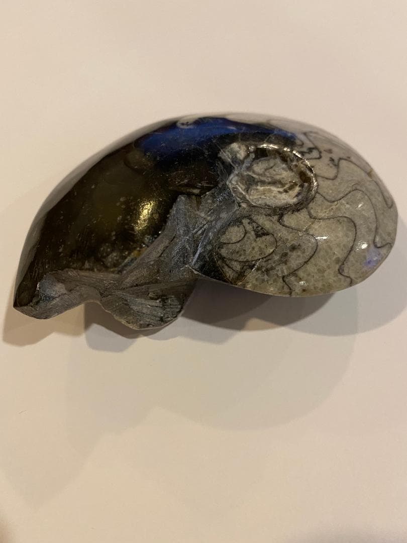 モロッコ産　アンモナイト　化石　⑱