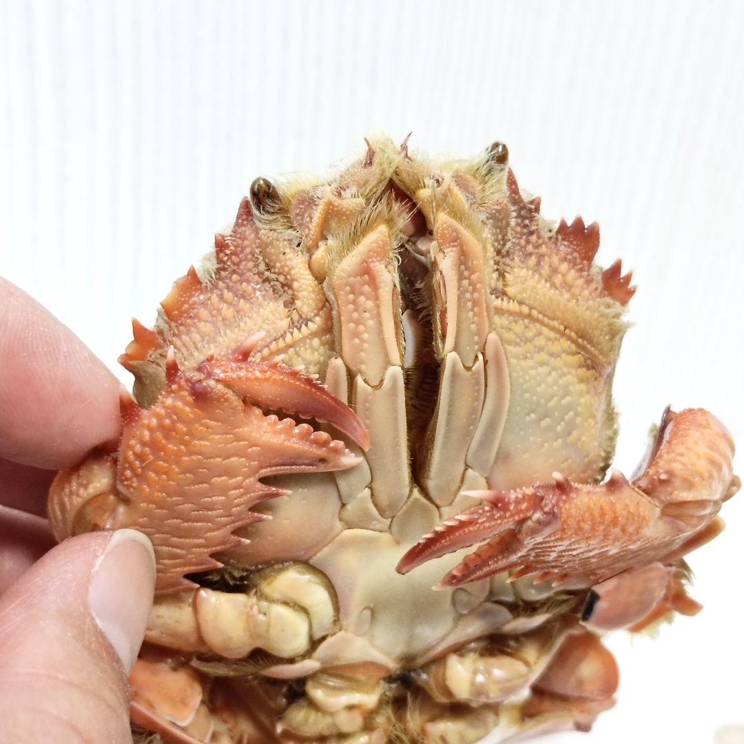 極希少【1点物】アサヒガニ③ 乾燥・色彩保存標本 全長約10cm