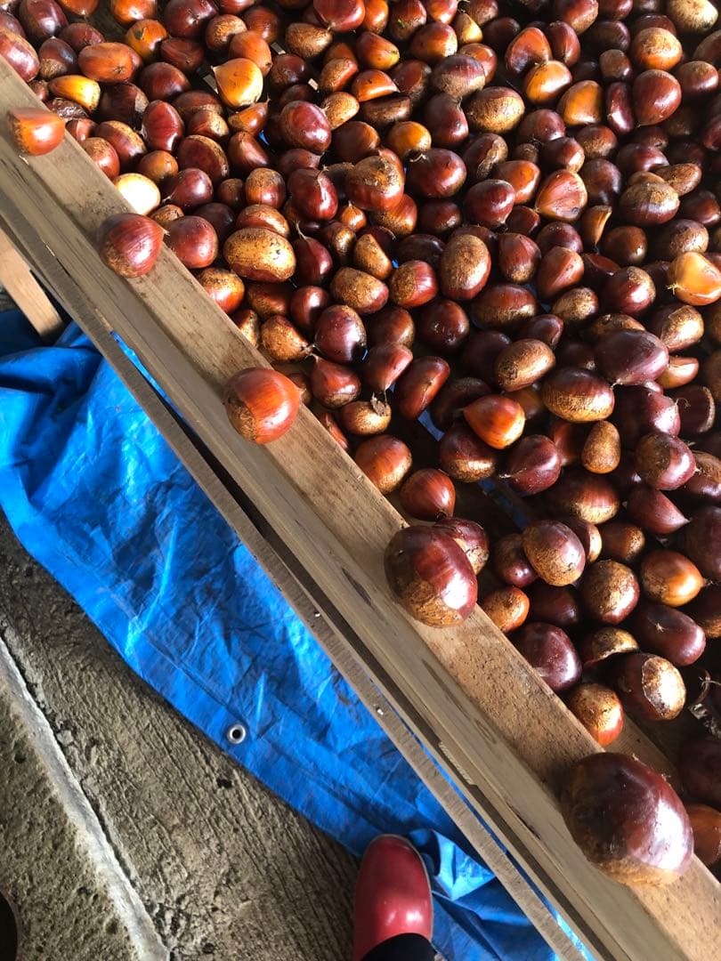 ★笠間の栗♪栗♪栗♪★15k 超★3L大粒混じりMix★業務用★皆でお得♪♪