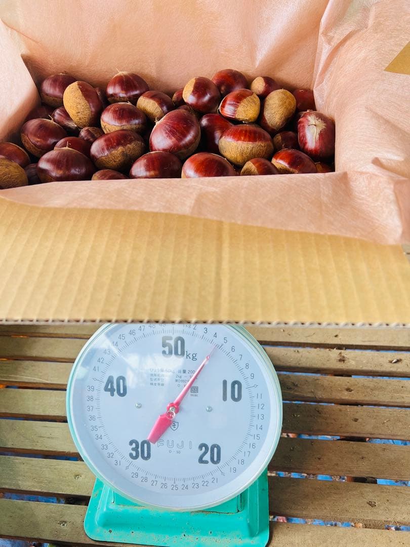 ★笠間の栗♪栗♪栗♪★15k 超★3L大粒混じりMix★業務用★皆でお得♪♪