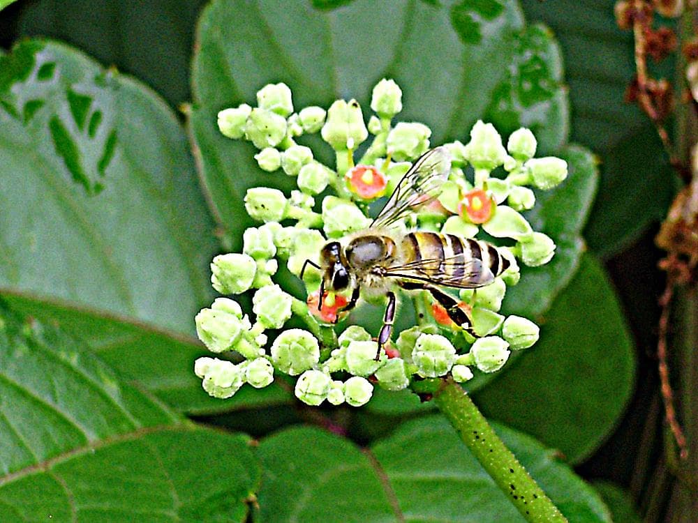 ★日本蜜蜂・非加熱・生ハチミツ・はちみつ・1Ｋ★