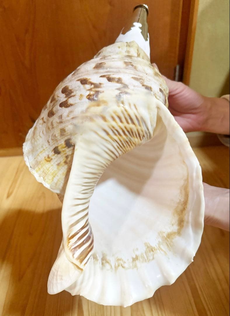 商談中　特大修験道法螺貝41㎝　山伏　密教　熊よけ　魔除け❣️ホラガイ　ほら貝網袋