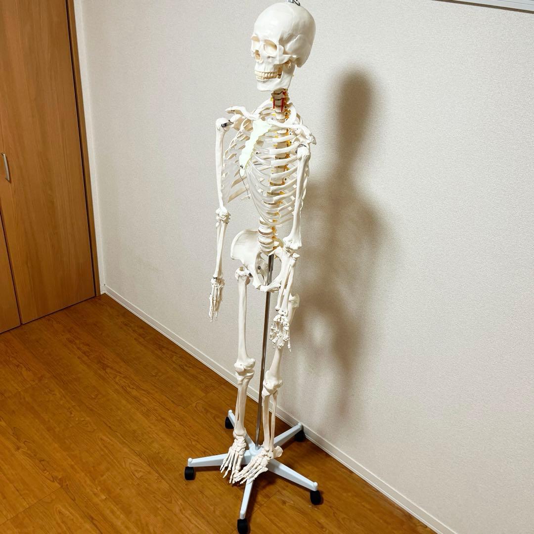 等身大 骨模型