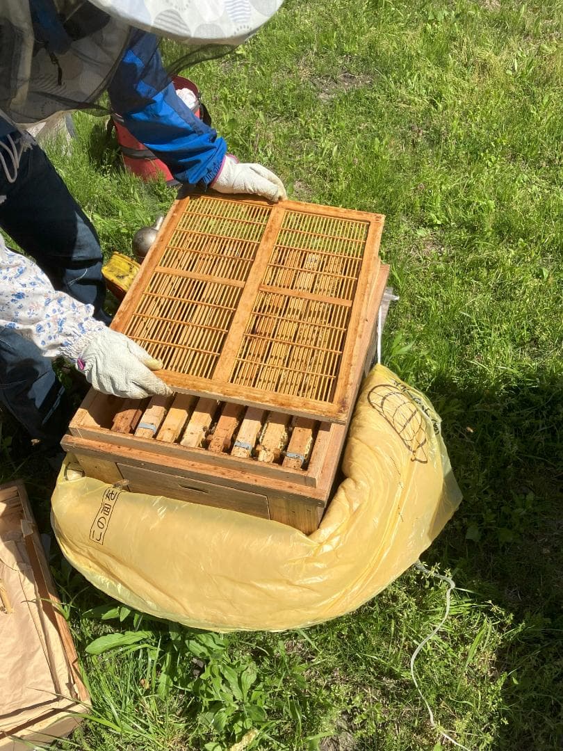 【まこもも】アカシア蜂蜜 1000g 4本 国産蜂蜜 生蜂蜜 はちみつ