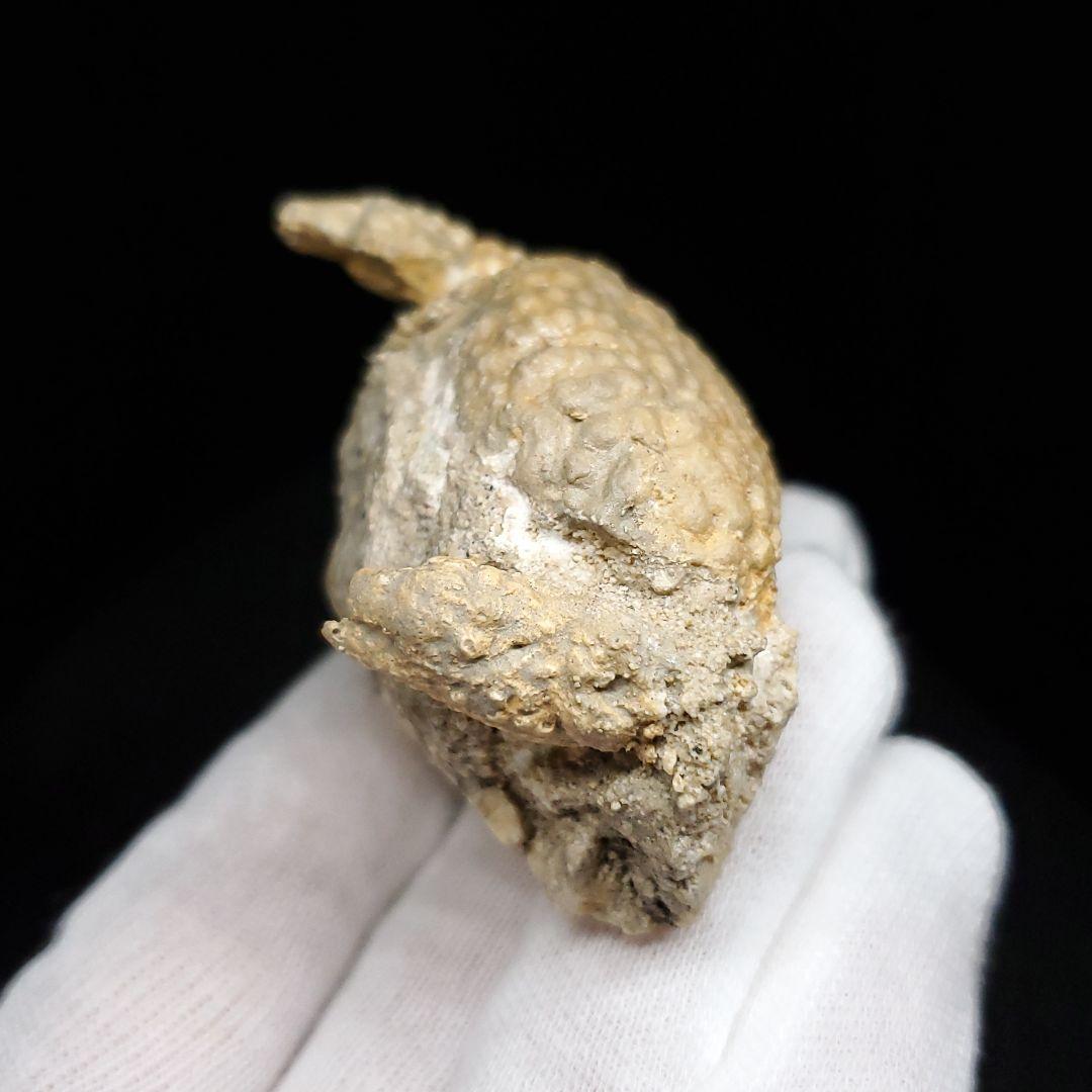 美品 カニ 本物 化石 産 48.53mm  fcr6