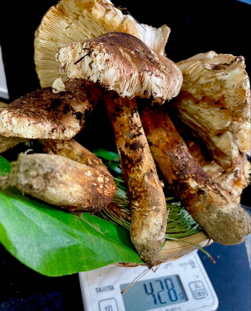 【今期最終‼︎ 希少品‼︎ 訳あり特価‼︎ 傘大量420g】 松茸◆クール便発送◆