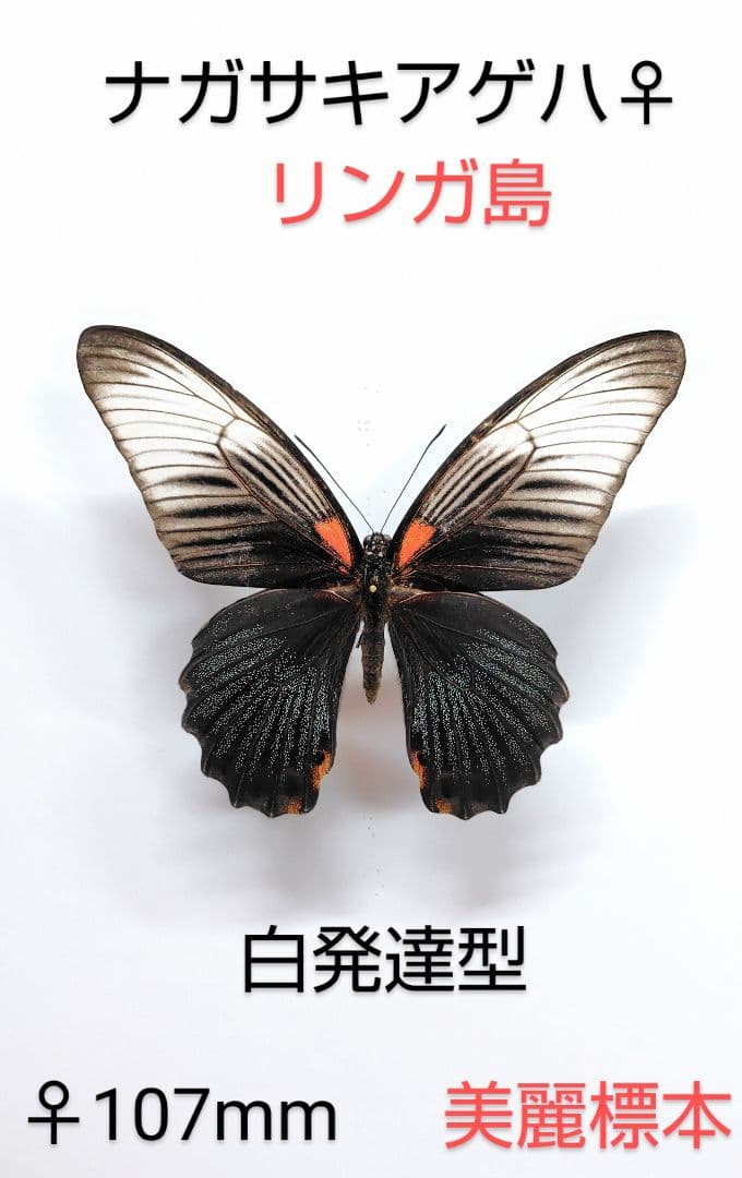 ナガサキアゲハ ♀標本 白発達型★リンガ島産107mm 美麗標本 かなり白化強烈