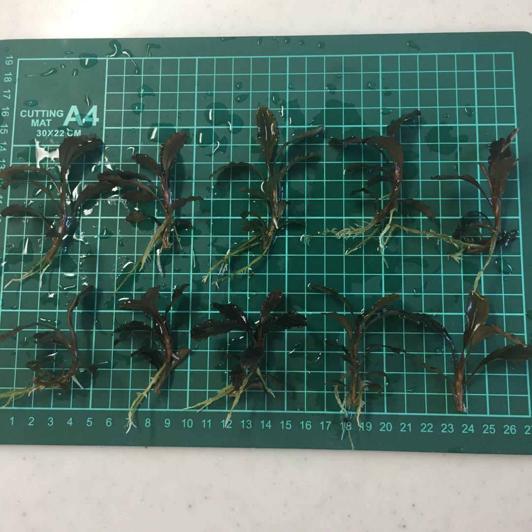 ブセファランドラsp クダガン 大量10株❗️