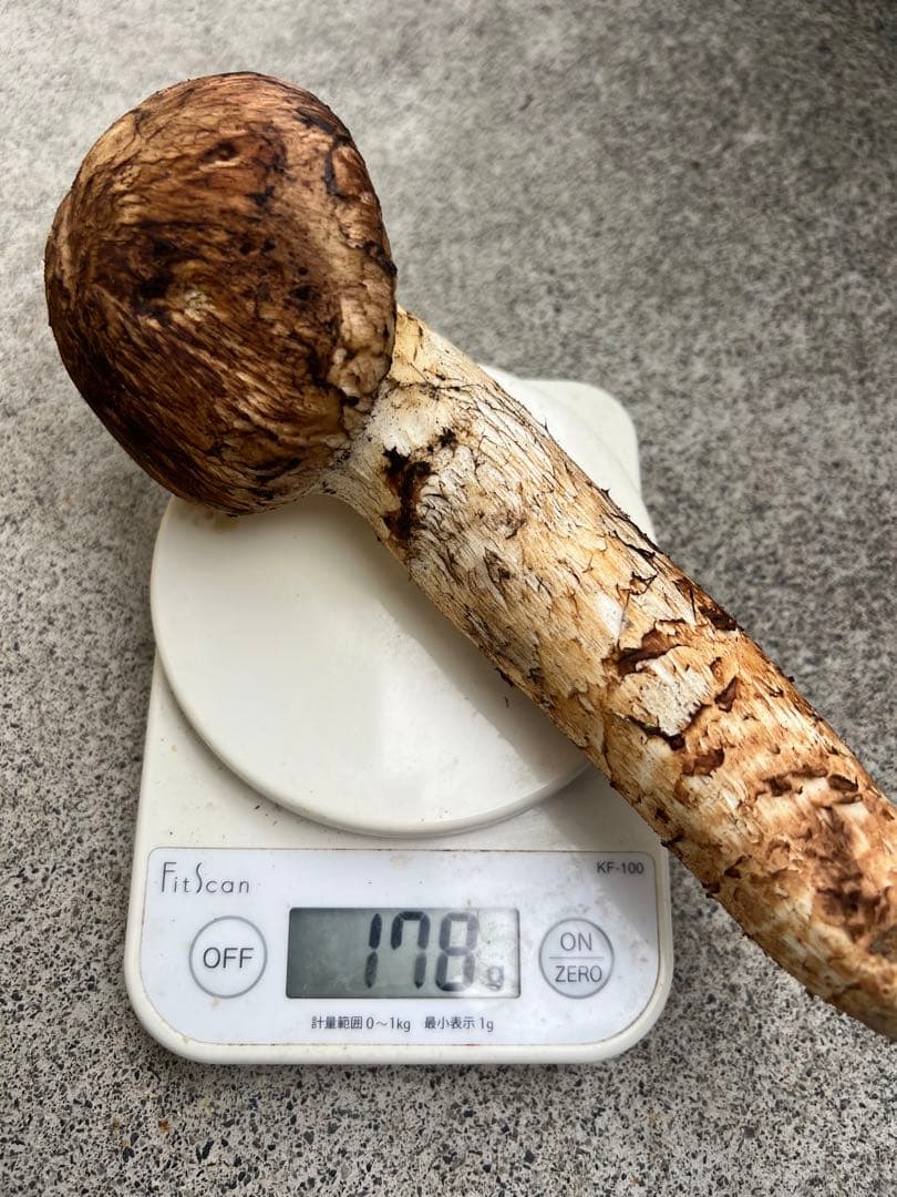 岩手県産松茸　611g 5本　10月19日取れ