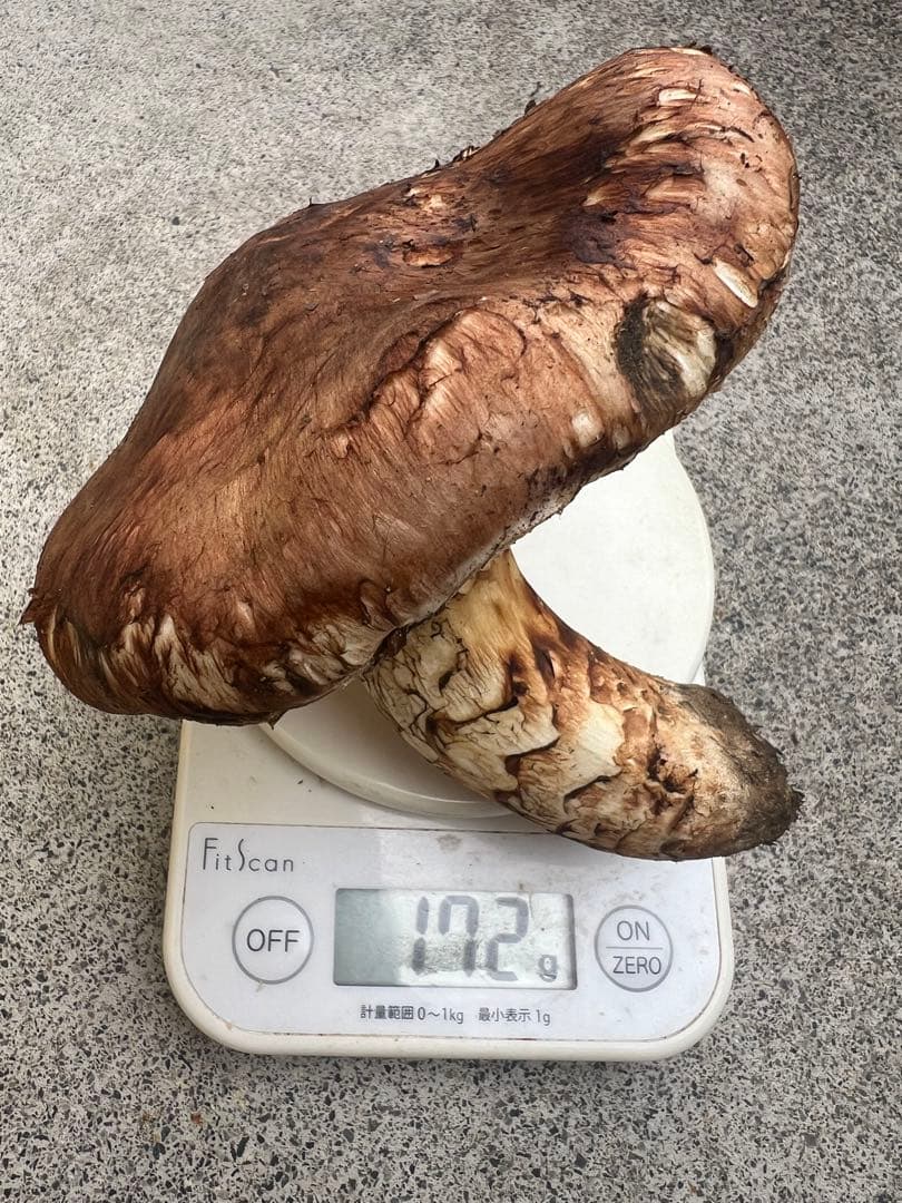 岩手県産松茸　611g 5本　10月19日取れ