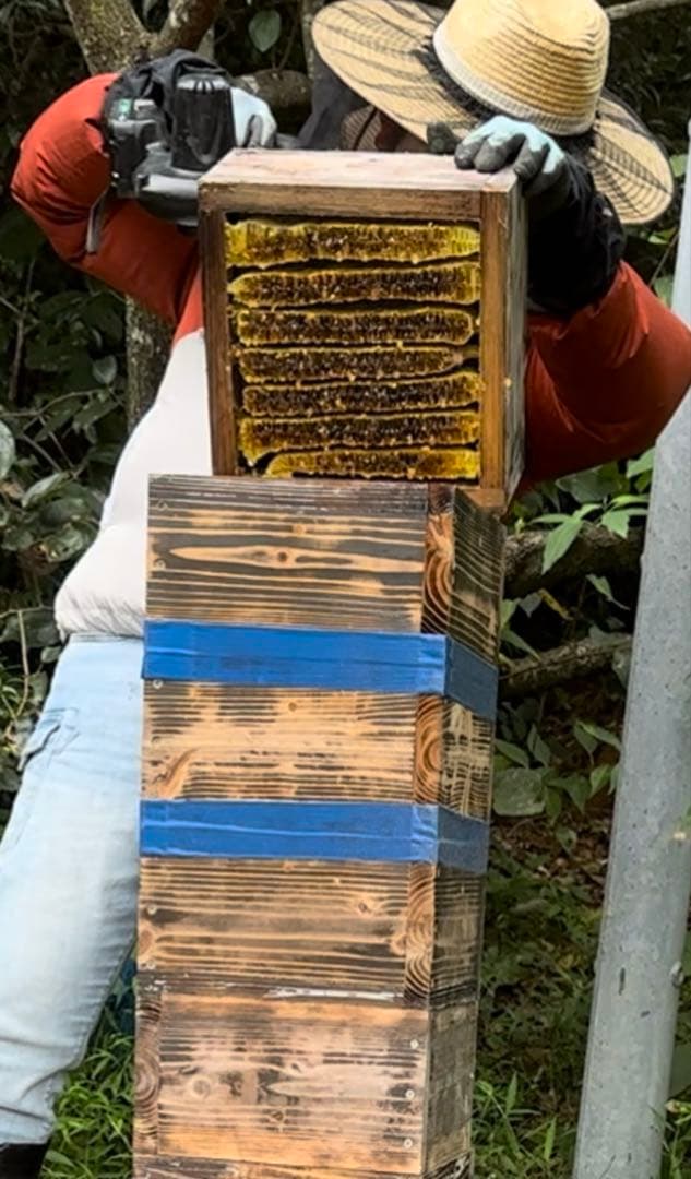 日本ミツバチ重箱式巣箱　捕獲飼育用　待ち箱