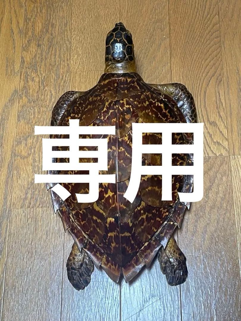 マギウス タイマイ　ウミガメ　剥製　中古品 国際希少野生動植物種登録票有り