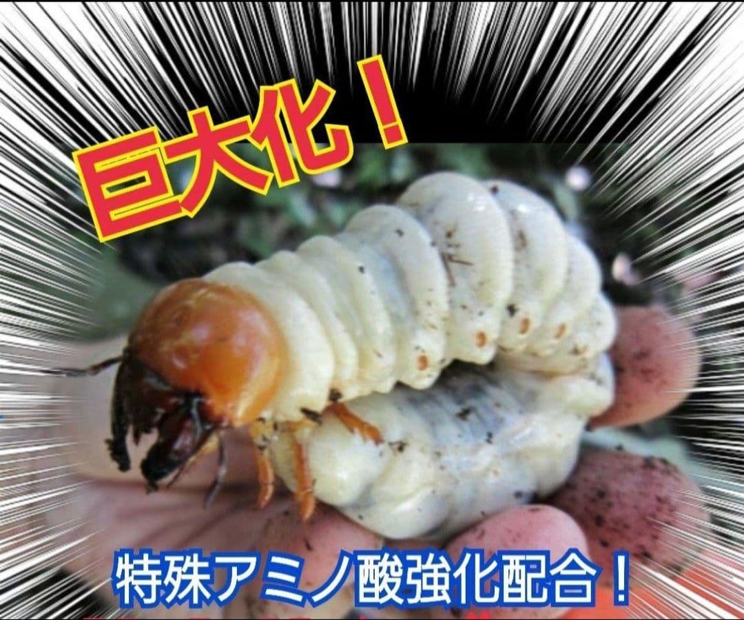 ヒマラヤひらたけ菌糸カップ【50個セット】初令、2令幼虫専用栄養添配合！