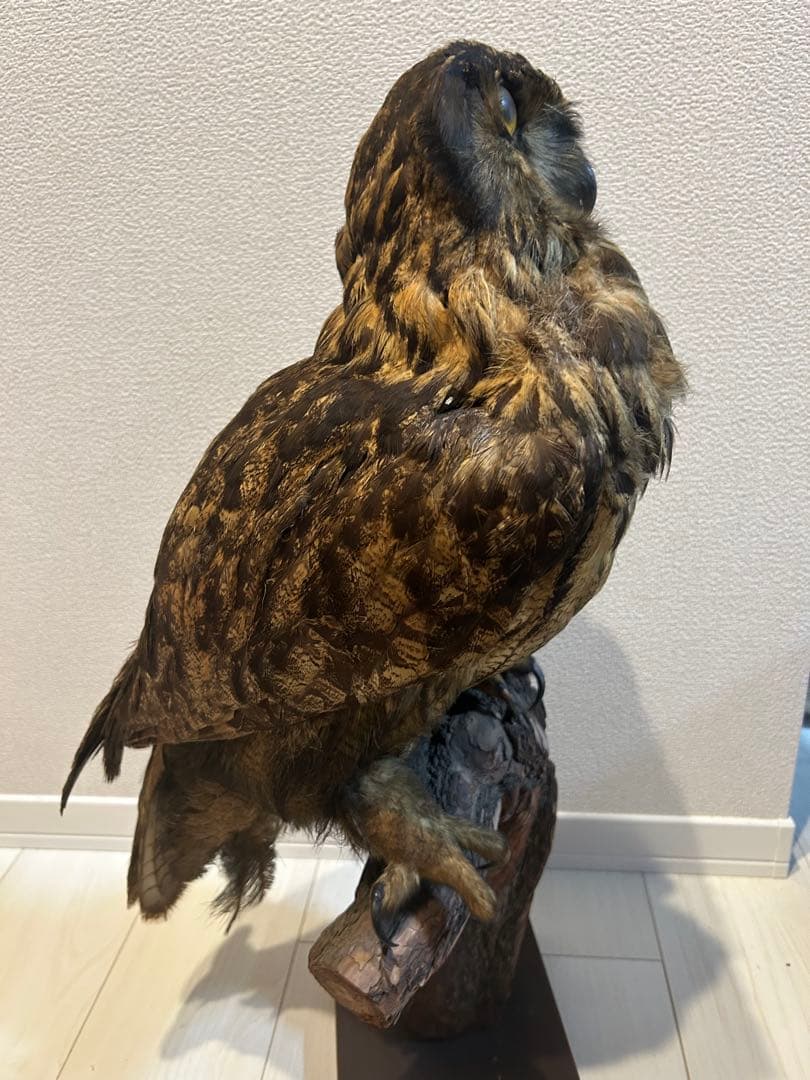 ユーラシアワシミミズクの剥製 約60cm