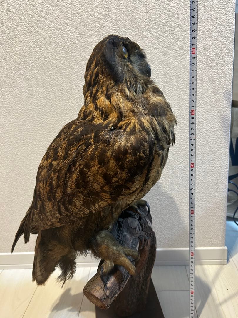 ユーラシアワシミミズクの剥製 約60cm