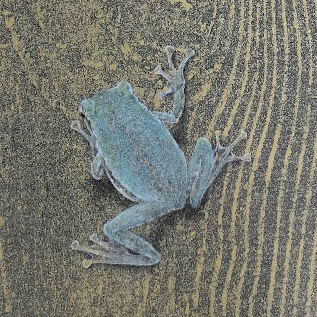 三繩健、【Hello！】、希少な額装用画集より、新品額装付、状態良好