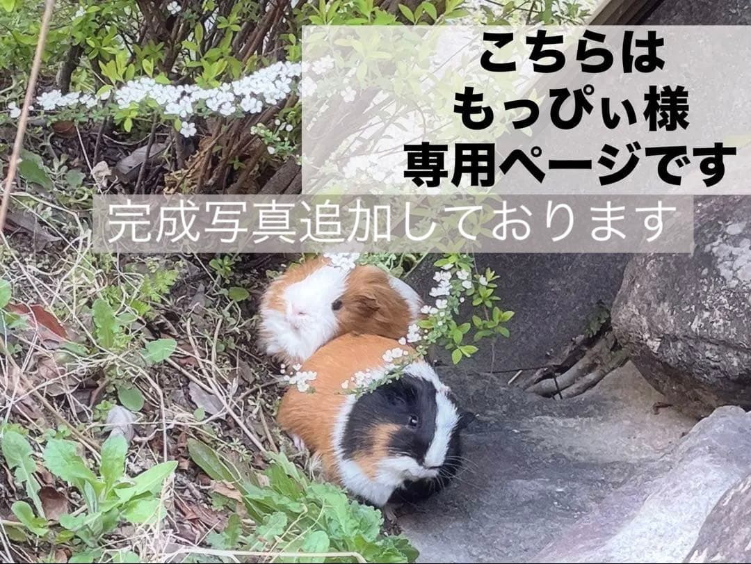 【ヴィズゥちゃん専用　7種類　BOX】