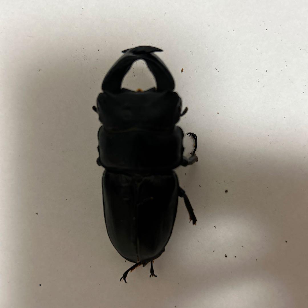 国産オオクワガタ　ゴードンR00BAN