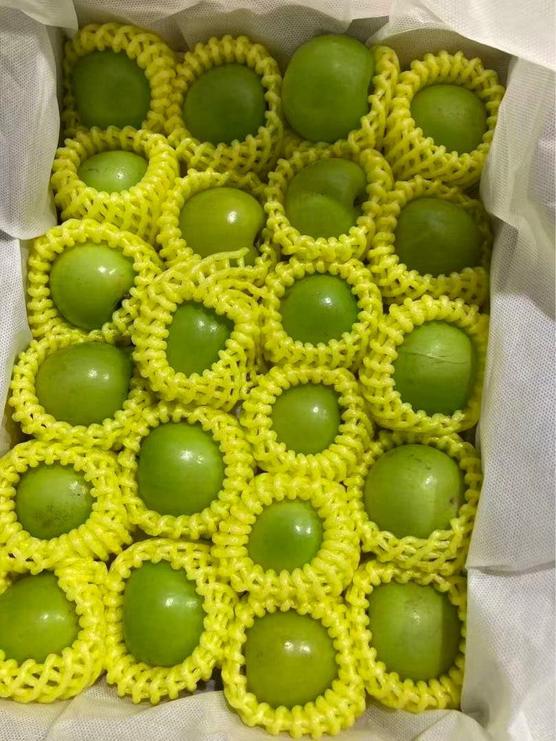 534.新鮮台湾ナツメ　台湾青棗 约2.5kg前後(１８~24玉)玉数お任せ