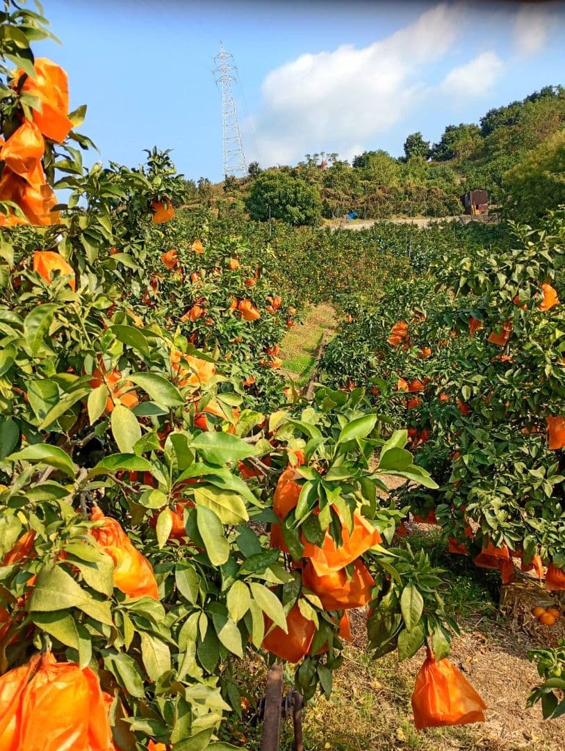 432愛果 まどんな 家庭用 10kg