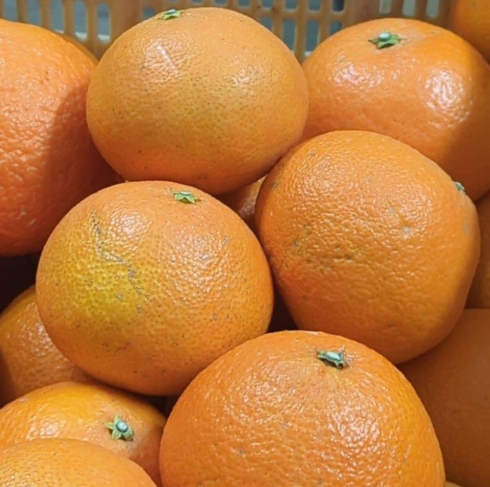 432愛果 まどんな 家庭用 10kg