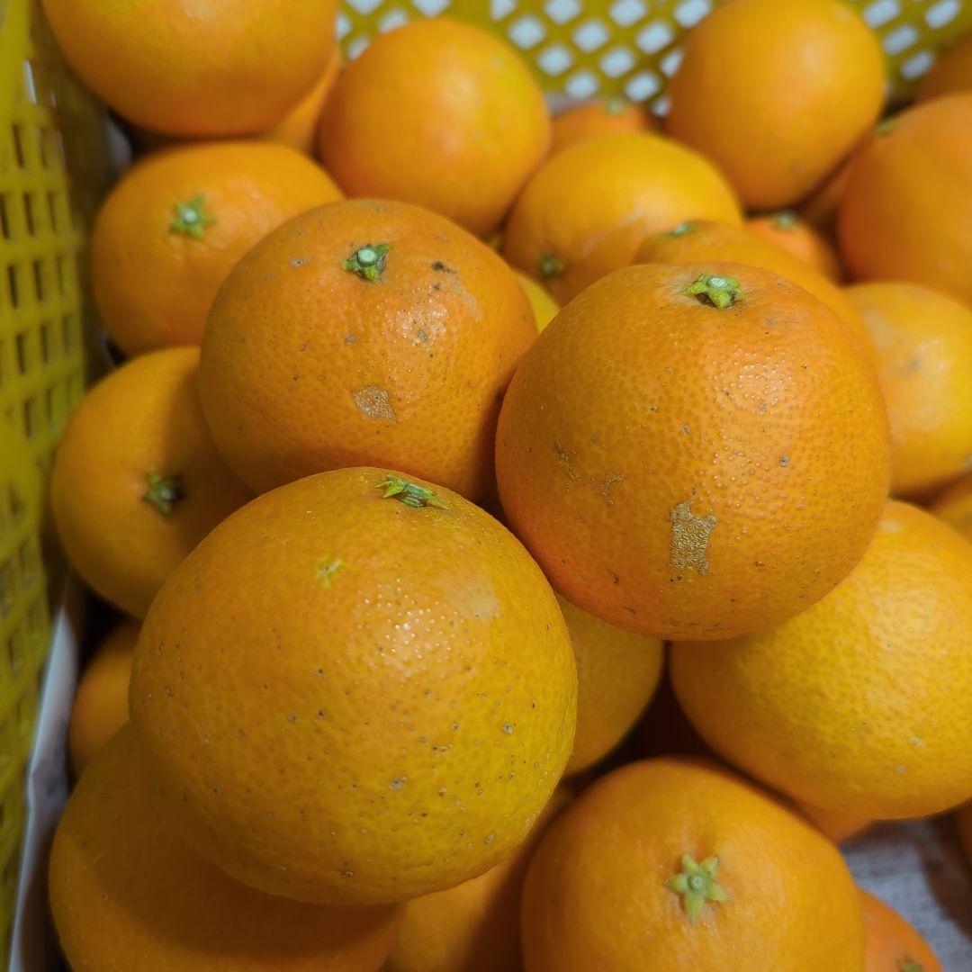 432愛果 まどんな 家庭用 10kg