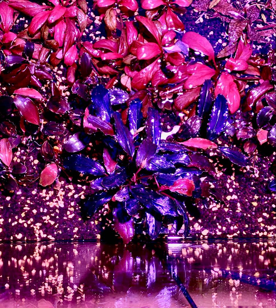 ブセファランドラ Hellfire（大小ミックス）9株