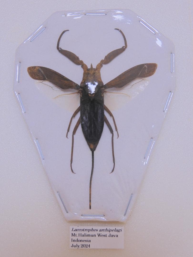 そばぼうろ様 リクエスト 9点 まとめ商品