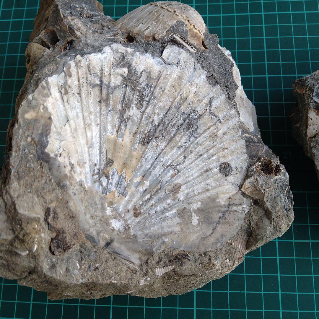 化石 貝殻 セット 標本 研究 古代生物 コレクション