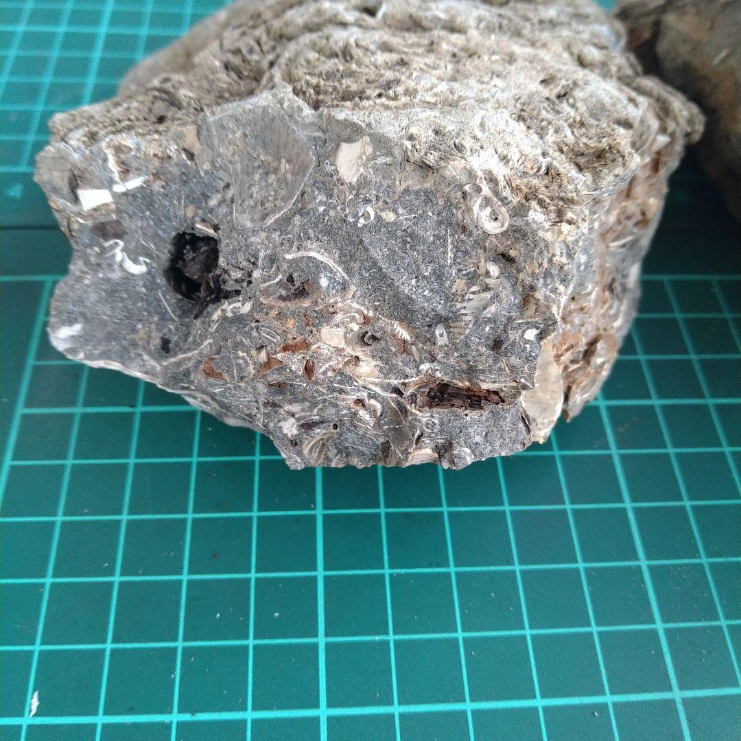 化石 貝殻 セット 標本 研究 古代生物 コレクション