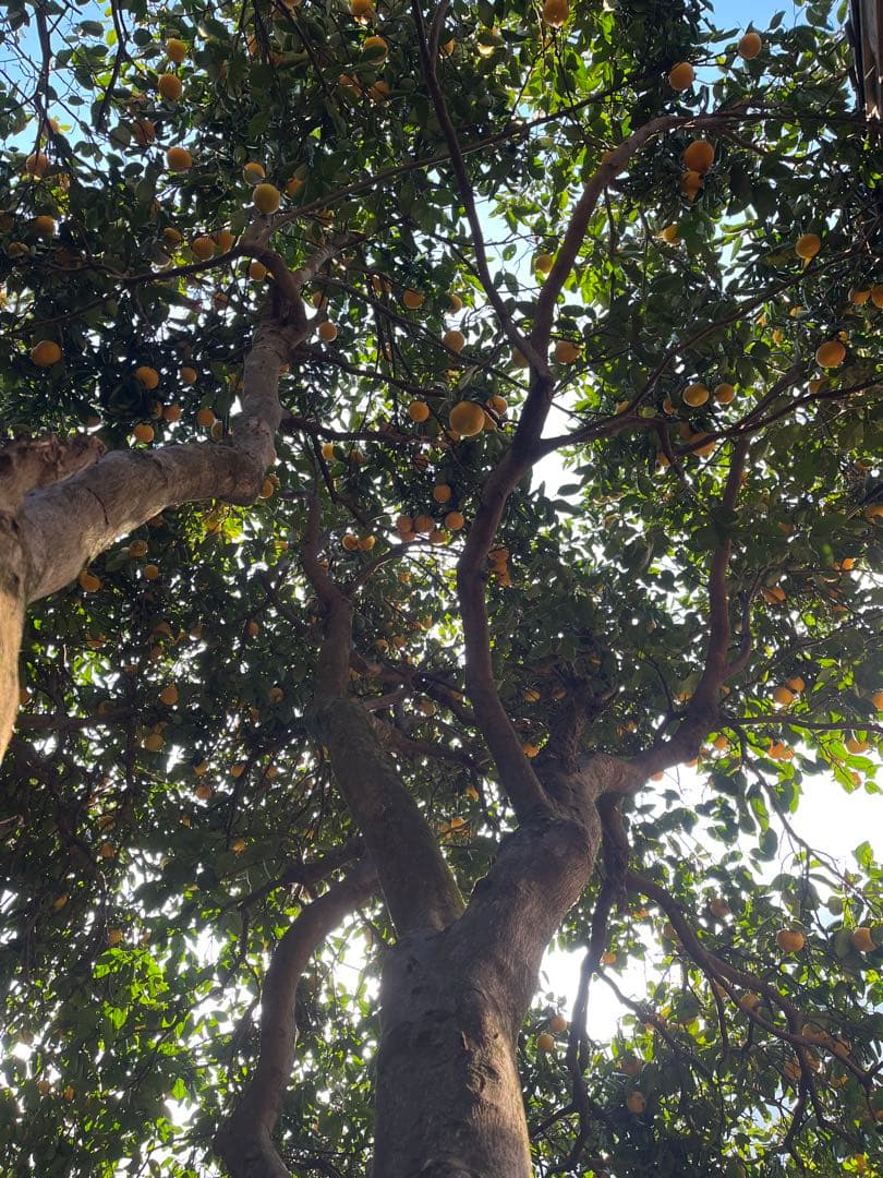 令和8年度 甘夏蜜柑 カワノナツダイダイ 贈答用　ご注文専用ページ