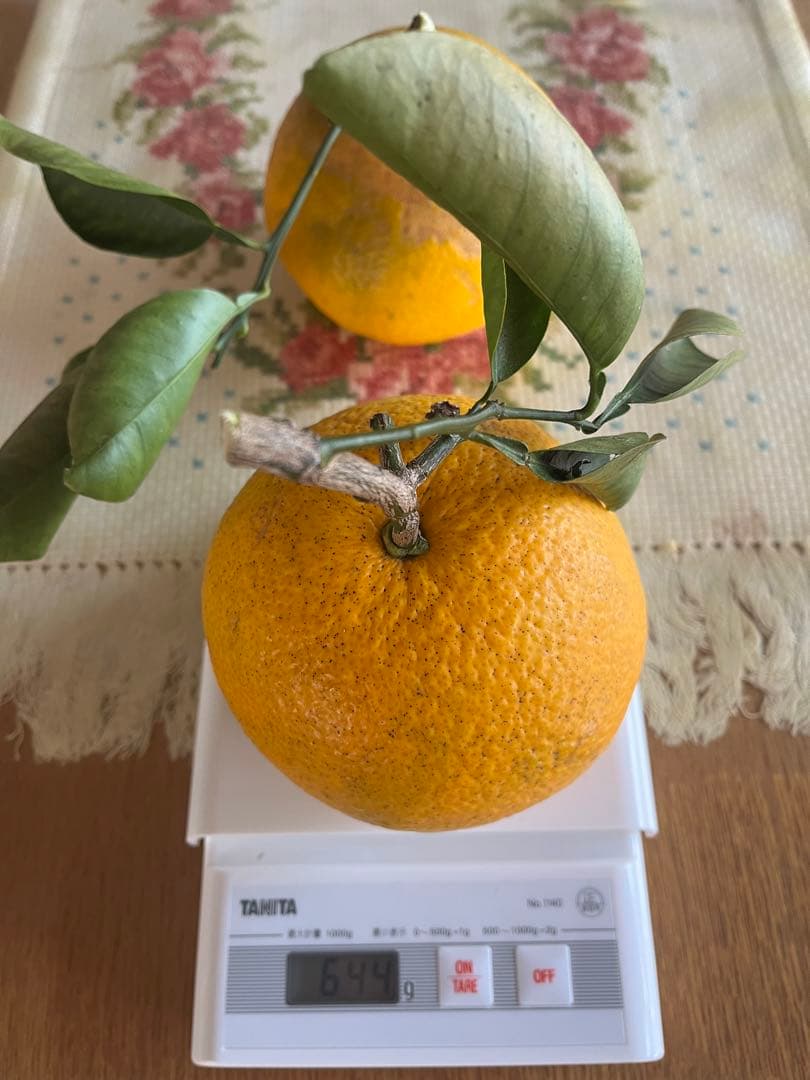 令和8年度 甘夏蜜柑 カワノナツダイダイ 贈答用　ご注文専用ページ