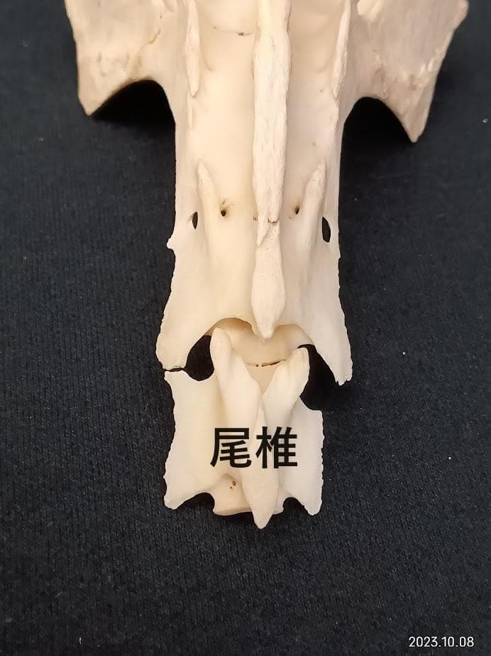 【お買い得】【美品】ニホンジカメス３６Kg　骨格標本　頭骨・舌骨・腰椎・仙椎