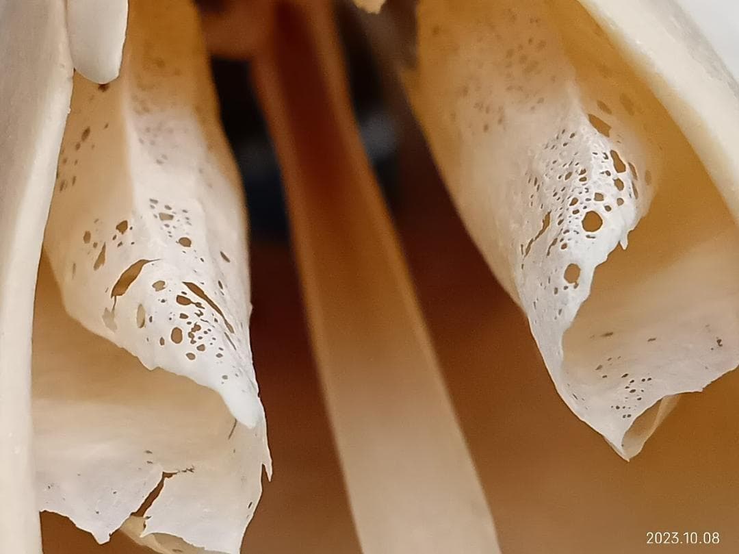 【お買い得】【美品】ニホンジカメス３６Kg　骨格標本　頭骨・舌骨・腰椎・仙椎