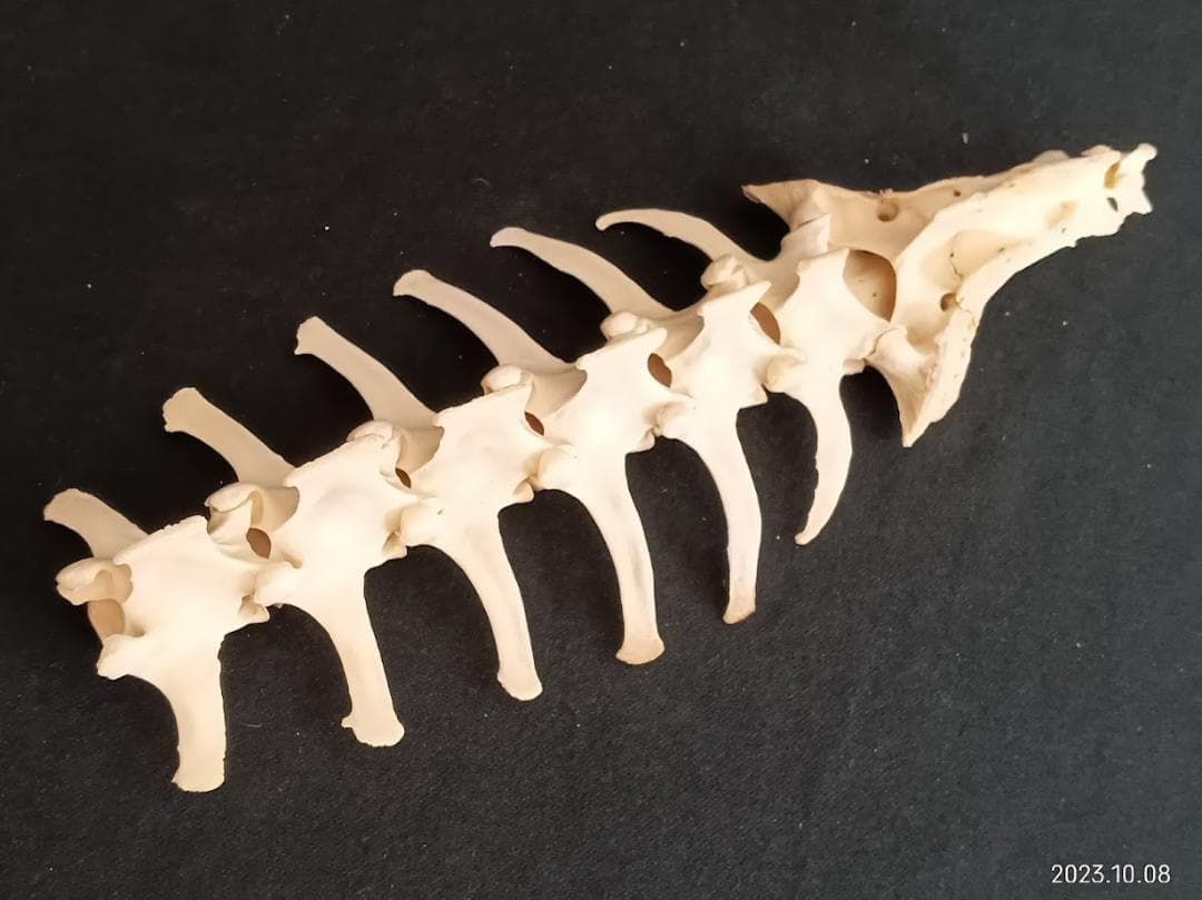 【お買い得】【美品】ニホンジカメス３６Kg　骨格標本　頭骨・舌骨・腰椎・仙椎