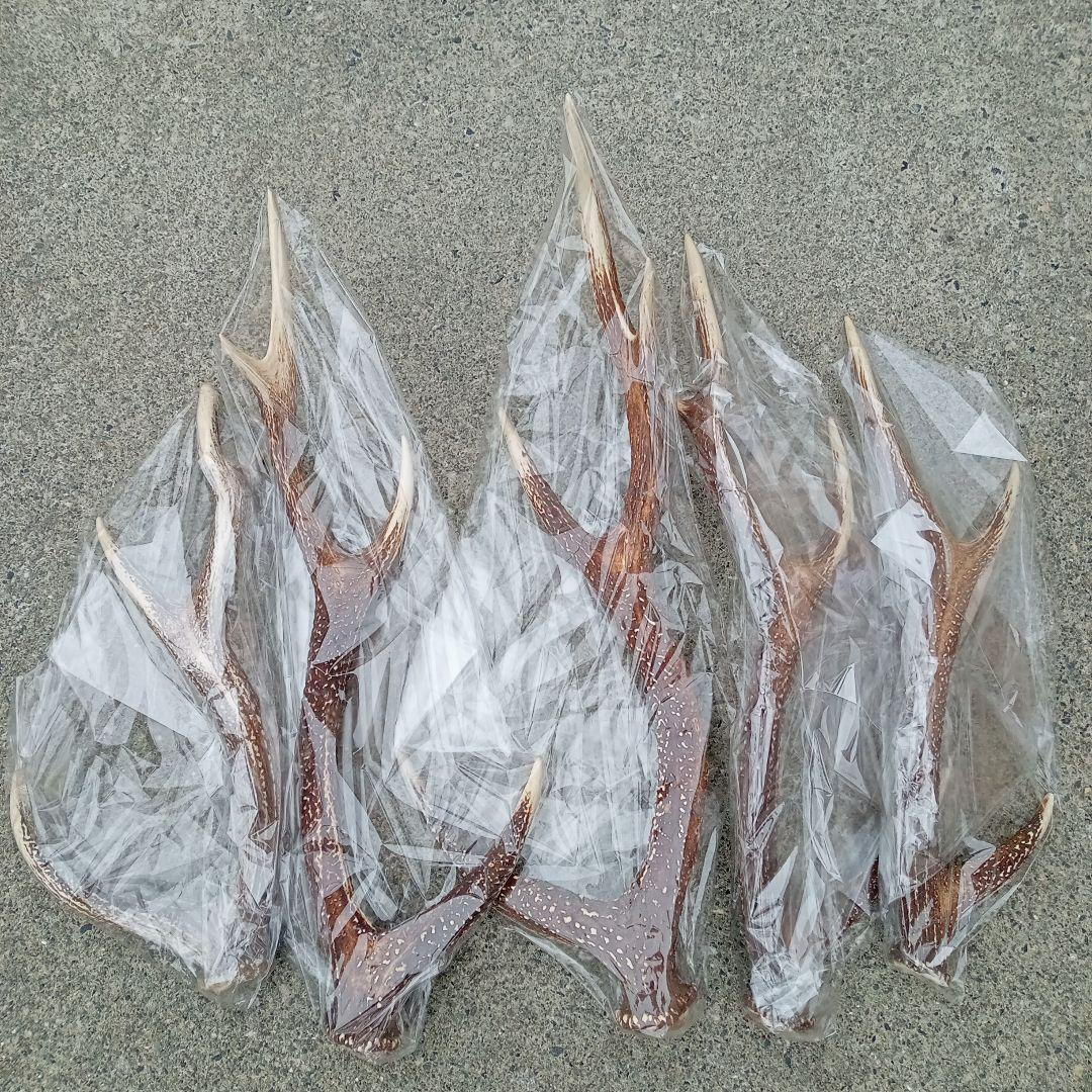 鹿の角 5本セット
