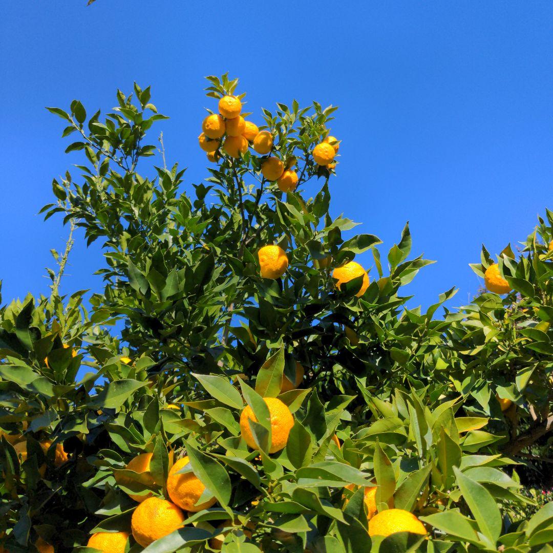 完熟本柚子２０kg（美品）。鍋料理、ポン酢、柚子胡椒、柚子味噌、ジャム、酒、焼酎