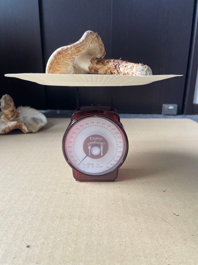 2025.11.24採れたて広島県廿日市産　松茸7本　合計約720グラム