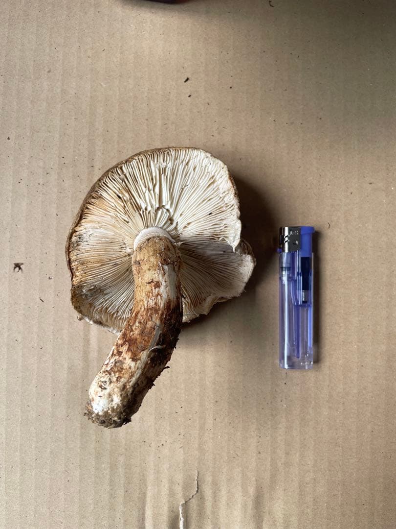 2025.11.24採れたて広島県廿日市産　松茸7本　合計約720グラム