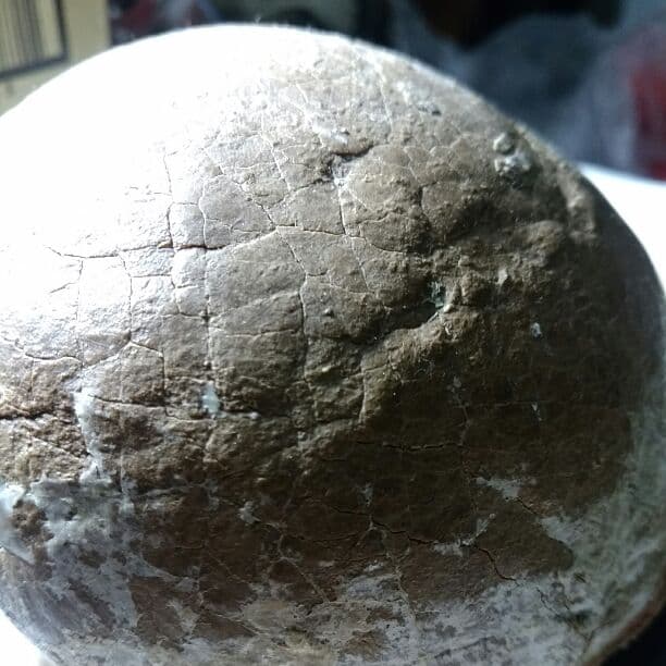 本物保証　恐竜ハドロサウルスの卵化石　絶品美肌の美品卵　極上カバー率　補修あり