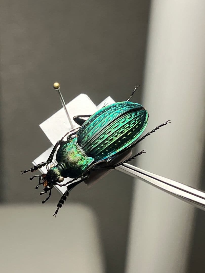 【29mm】コブスジキンイロオサムシ エリスカブリモドキ オサムシ標本