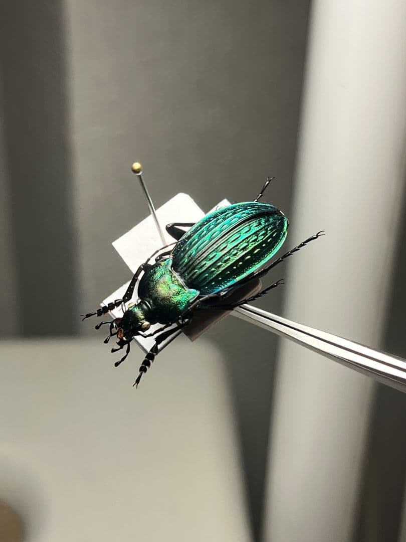 【29mm】コブスジキンイロオサムシ エリスカブリモドキ オサムシ標本