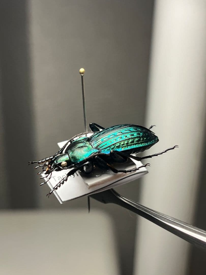 【29mm】コブスジキンイロオサムシ エリスカブリモドキ オサムシ標本