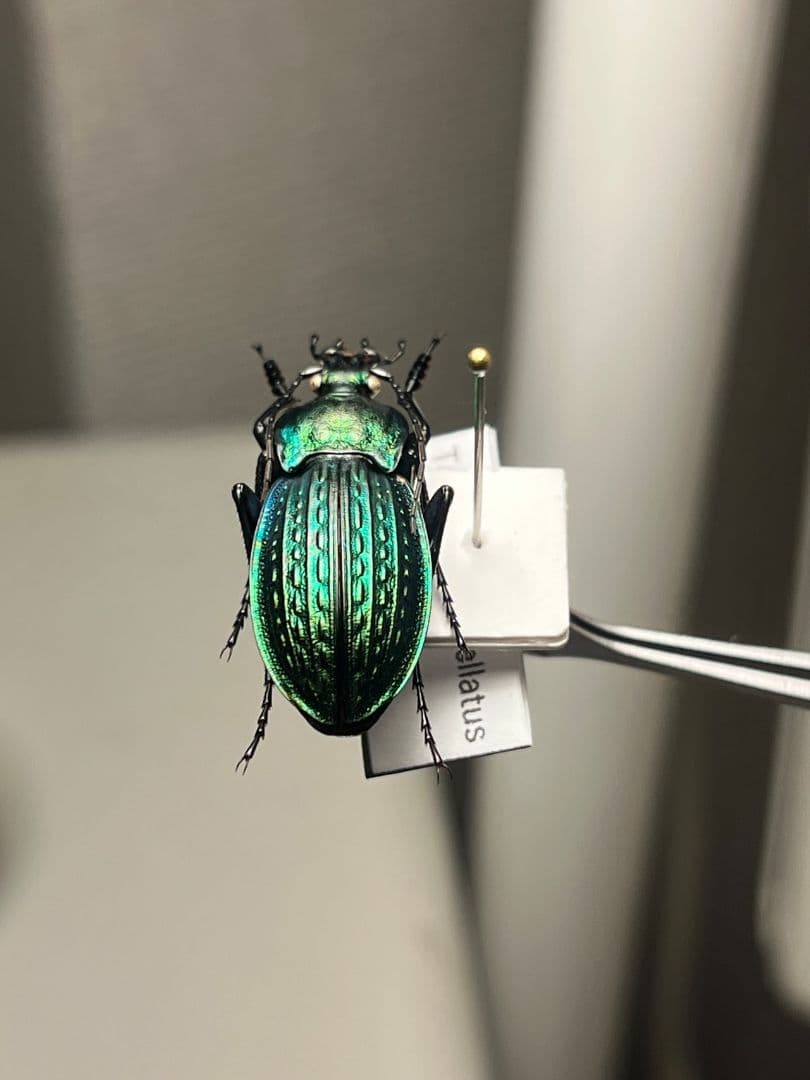 【29mm】コブスジキンイロオサムシ エリスカブリモドキ オサムシ標本