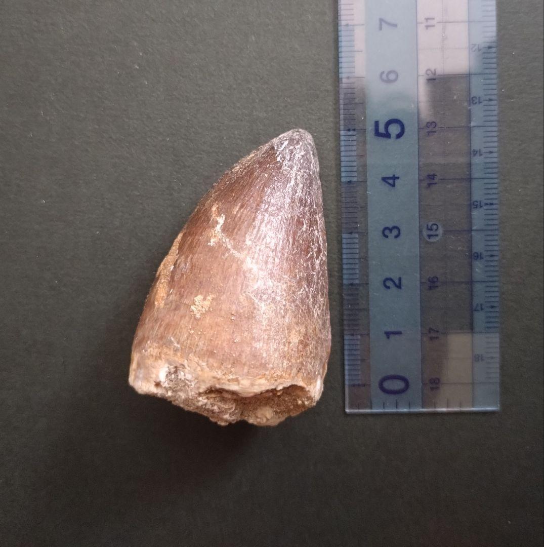 【本物美麗】恐竜の化石 モロッコ産モササウルス（プログナソドン）の歯