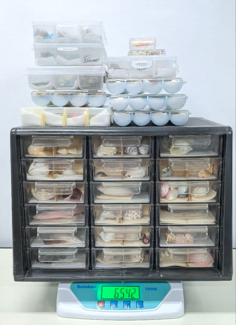 か*め様 貝殻標本 貝殻 大量セット 海洋資料 研究材料