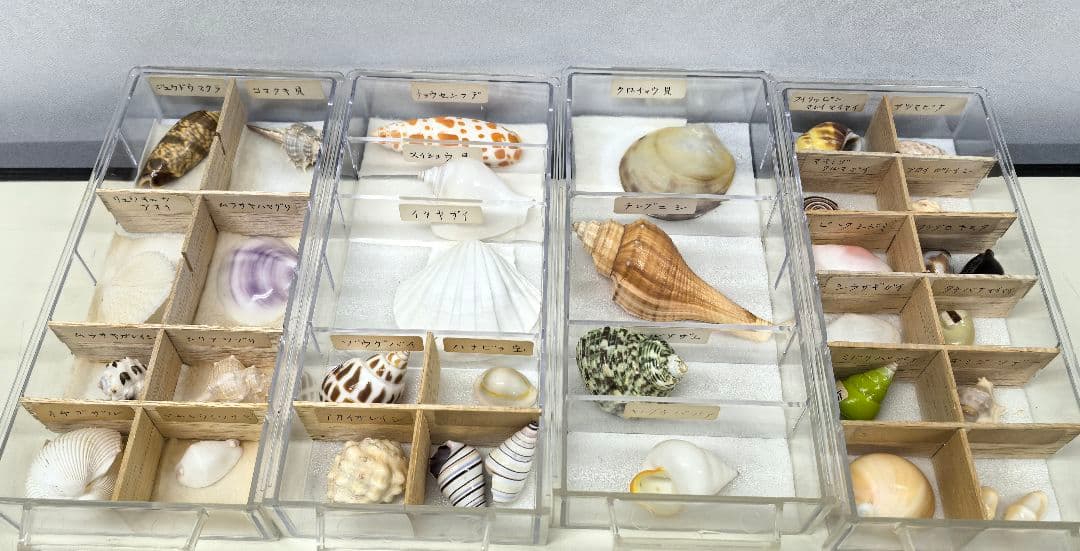 か*め様 貝殻標本 貝殻 大量セット 海洋資料 研究材料